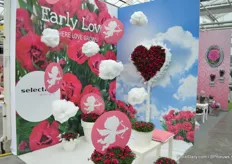 The other new concept is Early Love, a stand alone concept with one Dianthus variety.